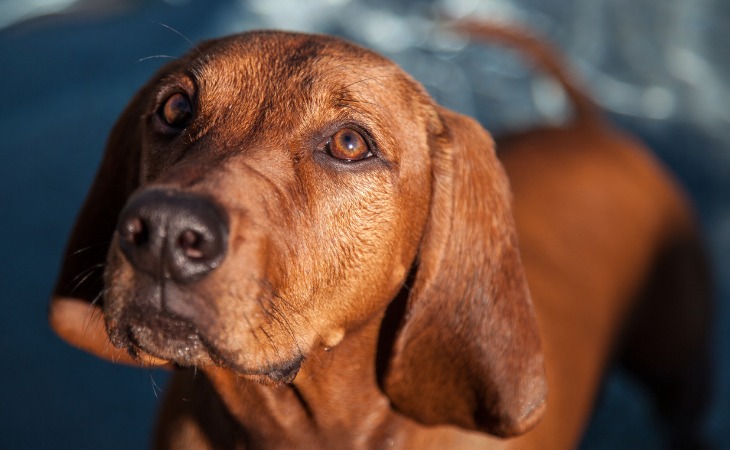 Redbone Coonhound