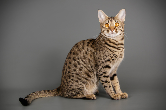 Savannah cat