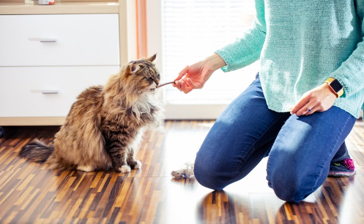 Siberian cat large cat breed