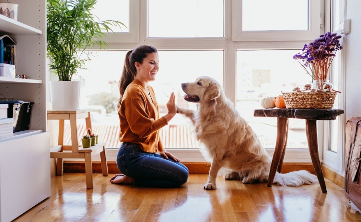 Teaching a dog how to sit on command