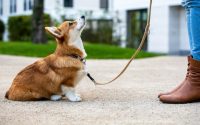 How to train a dog to sit