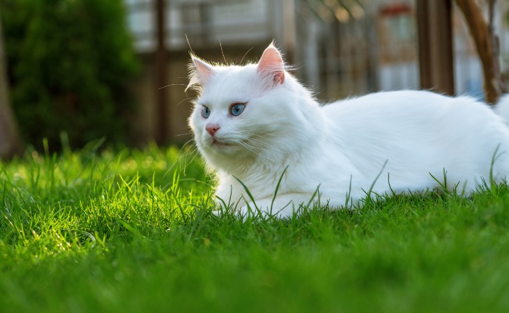 Turkish Van large cat breed