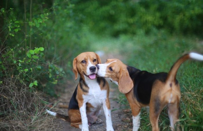 Two Beagles in the forest