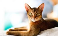 Young Abyssinian cat breed