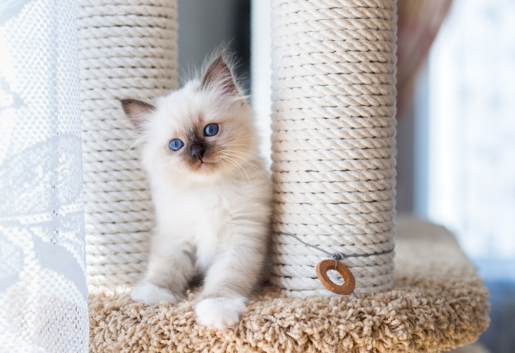 Birman kitten