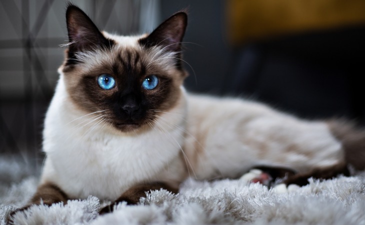 Birman French cat breed