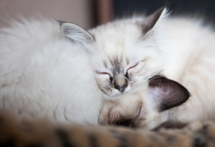 Birman kittens sleeping