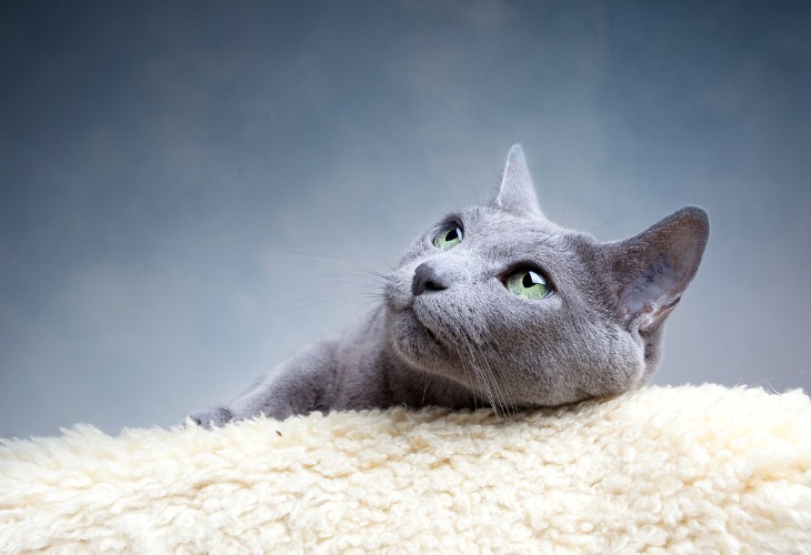 A calm Russian Blue