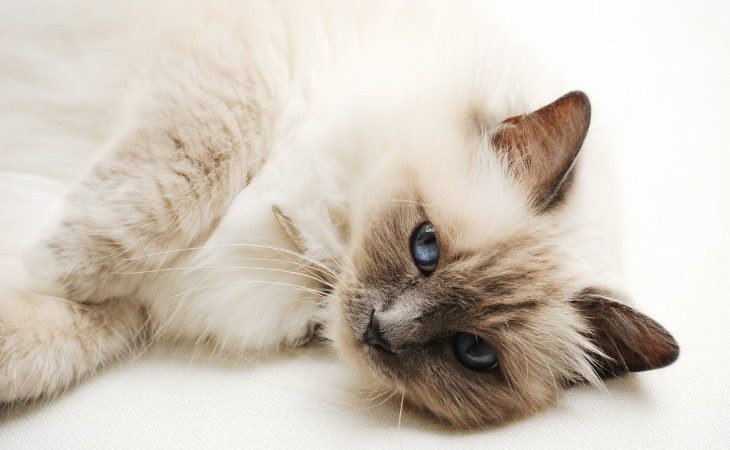 Birman cat