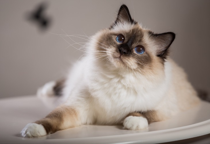 Birman cat looking up