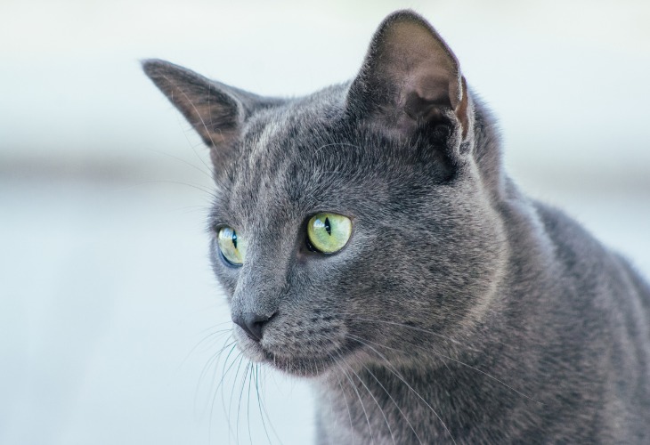 A Russian Blue cat staring