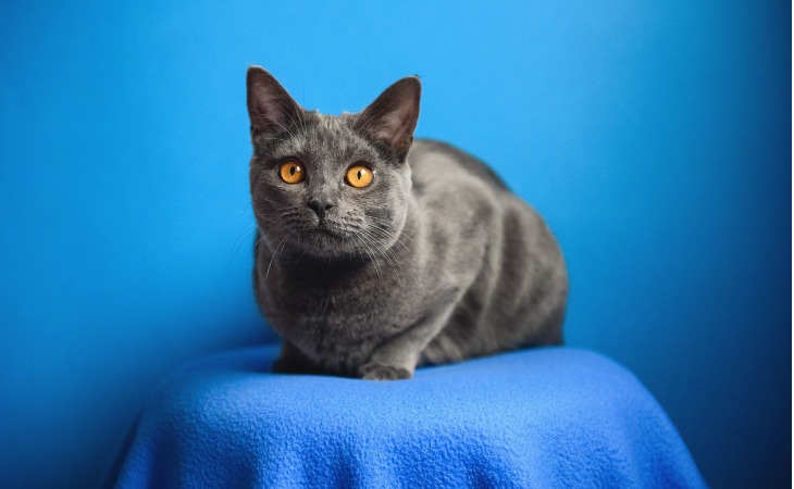 A Chartreux with a blue background