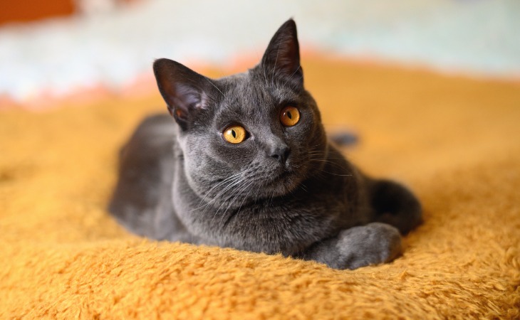 The Chartreux is a French cat breed