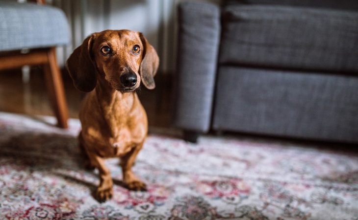 Dachshund standing on a carpet