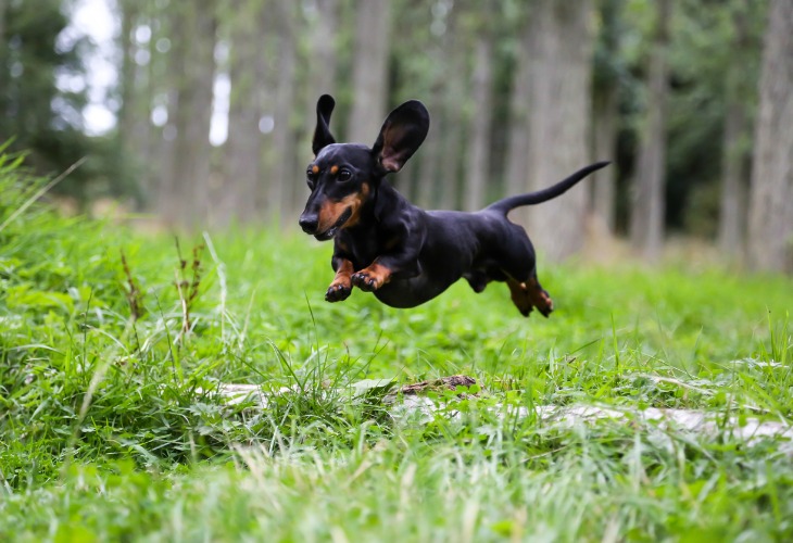 A Dachshund running in the forest