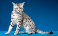 An Egyptian Mau cat breed