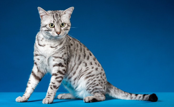 An Egyptian Mau cat breed