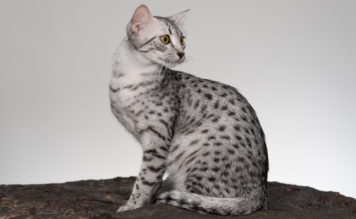 An Egyptian Mau cat