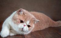 An Exotic Shorthair lying down