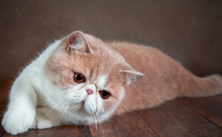 An Exotic Shorthair lying down