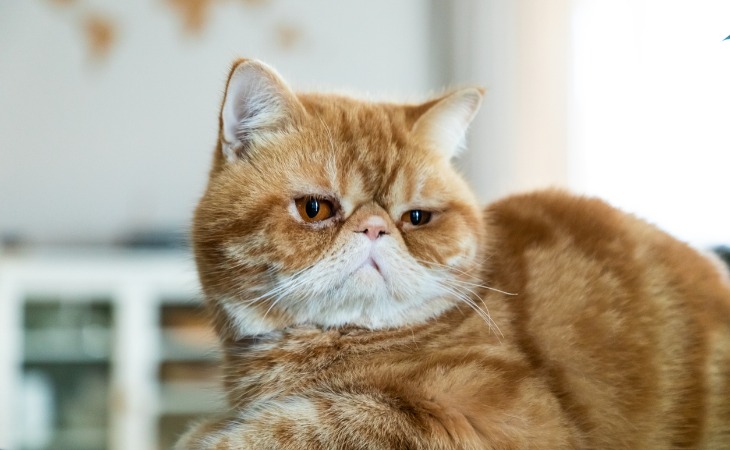 Exotic Shorthair cat