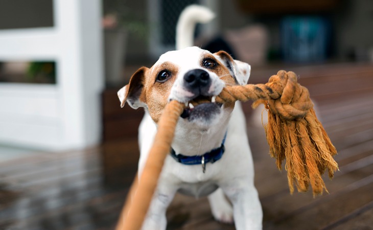 Fox Terrier pulling ropes