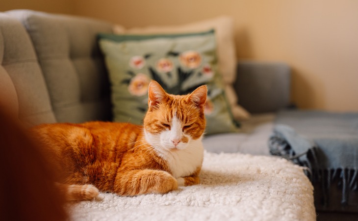 A ginger cat asleep on the couch