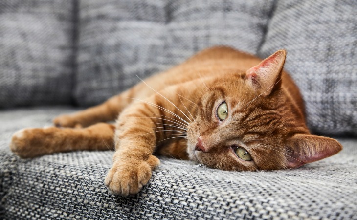 A ginger cat lying down on the couch