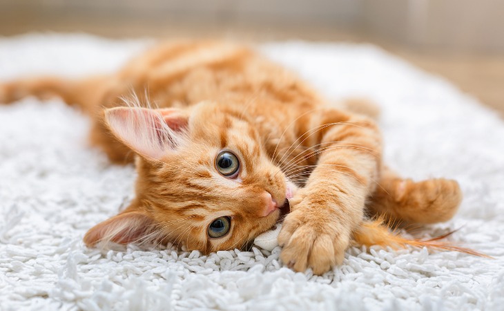 A ginger kitten playing on the floor