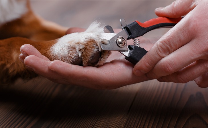 Cutting your dog's nails