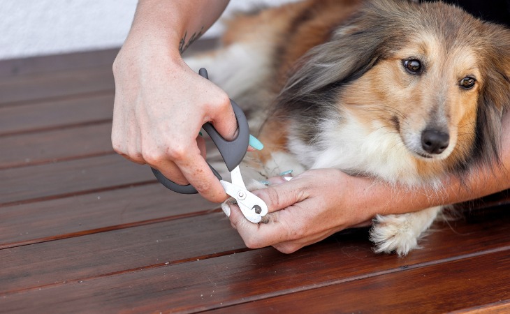 How to trim your dog's claws