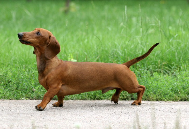 A Dachshund walking