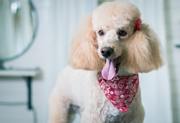 A Poodle with a handkerchief