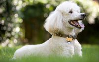 A Poodle lying down in the grass