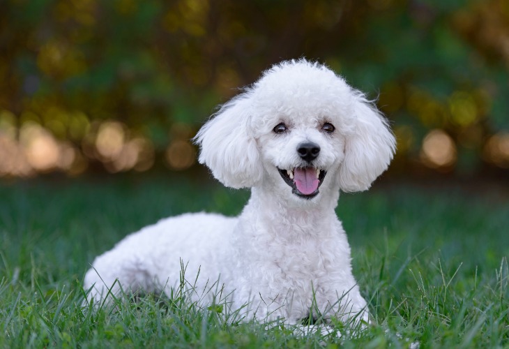 A Poodle smiling at the camera outside