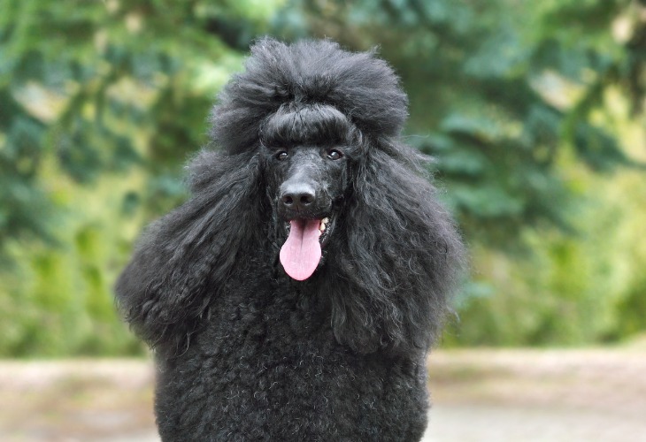 A Black Poodle