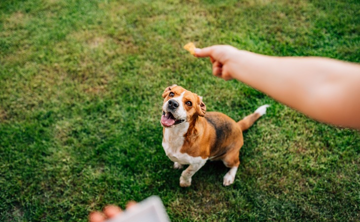 Dog training positive reinforcement