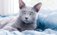 A Russian Blue cat lying on a bed