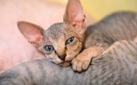 4 hairless cat breeds