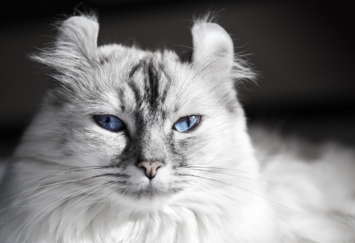 American Curl with blue eyes