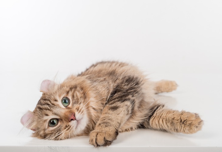 American Curl lying down