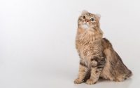 American Curl breed