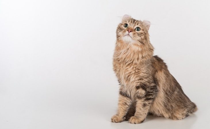 American Curl breed