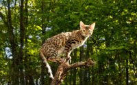 Bengal cat outdoors