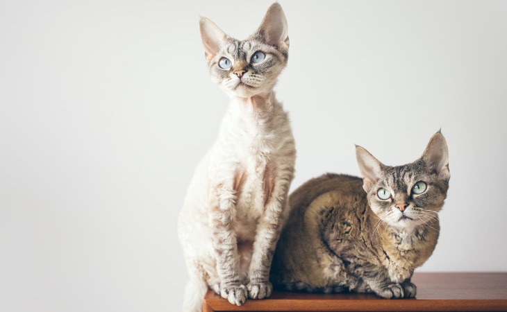 Devon Rex small cat breeds