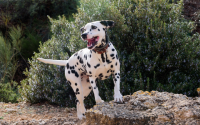 Dalmatian out for a run