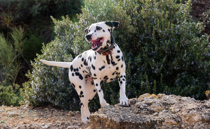 Dalmatian out for a run