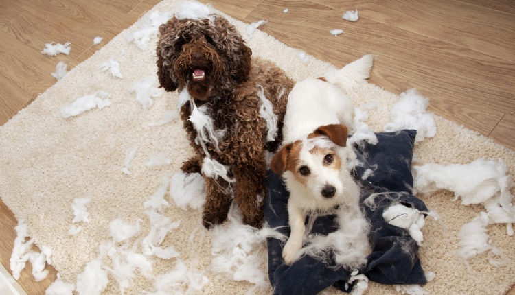 Dogs having destructive behavior