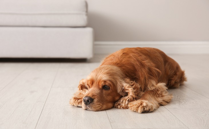 Dog lying down because it's hot