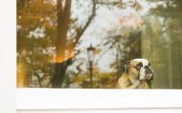 A dog looking out the window